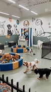 pet grooming daycare boarding - 1