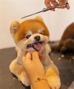 profitable pet grooming business - 1