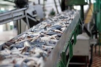 seafood fish processing business - 1