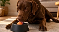 international dog toys pet - 1