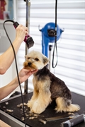 well-established pet grooming daycare - 1