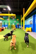 premium pet daycare business - 1