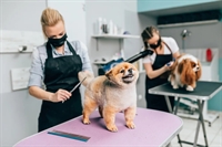 pet grooming boarding dubai - 1