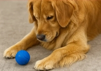 international dog toys pet - 3