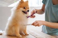 pet grooming day care - 1