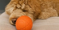international dog toys pet - 2