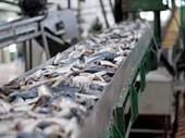 seafood fish processing business
