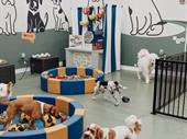 pet grooming daycare boarding