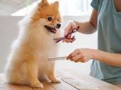 pet grooming day care