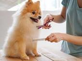 pet grooming day care