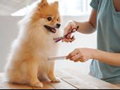 profitable pet grooming business