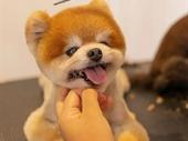 profitable pet grooming business